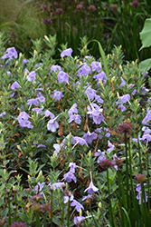 Hairy Wild Petunia (Ruellia humilis) at Lakeshore Garden Centres
