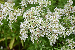 Narrow Leaf Mountain Mint (Pycnanthemum tenuifolium) at Lakeshore Garden Centres