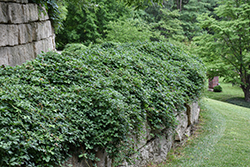 Fiveleaf Akebia (Akebia quinata) at Lakeshore Garden Centres