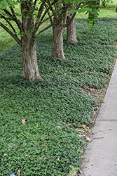 Common Periwinkle (Vinca minor) at Lakeshore Garden Centres