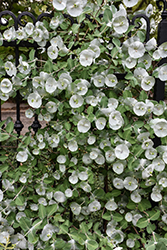 Kintzley's Ghost Honeysuckle (Lonicera reticulata 'Kintzley's Ghost') at Lakeshore Garden Centres