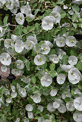 Kintzley's Ghost Honeysuckle (Lonicera reticulata 'Kintzley's Ghost') at Lakeshore Garden Centres