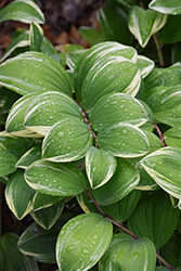 Variegated Solomon's Seal (Polygonatum odoratum 'Variegatum') at Lakeshore Garden Centres
