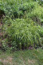 Gray's Sedge (Carex grayi) at Lakeshore Garden Centres