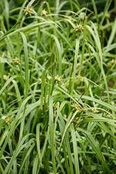 Gray's Sedge (Carex grayi) at Lakeshore Garden Centres