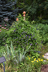 Rooguchi Clematis (Clematis 'Rooguchi') at Lakeshore Garden Centres