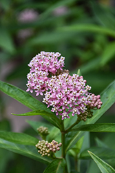 Poke Milkweed (Asclepias exaltata) at Lakeshore Garden Centres