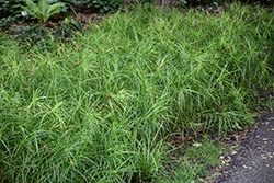 Little Midge Palm Sedge (Carex muskingumensis 'Little Midge') at Lakeshore Garden Centres