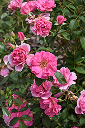 Ruffled Cloud Rose (Rosa 'Ruffled Cloud') at Lakeshore Garden Centres