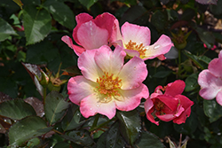 Watercolors Home Run Rose (Rosa 'WEKclaflobo') at Lakeshore Garden Centres