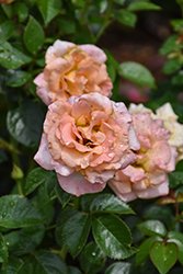 Day Breaker Rose (Rosa 'Day Breaker') at Lakeshore Garden Centres
