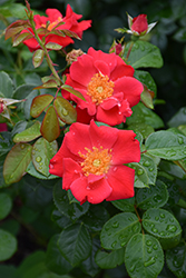 Golden Eye Rose (Rosa 'Golden Eye') at Stonegate Gardens
