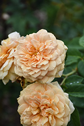 Teasing Georgia Rose (Rosa 'Teasing Georgia') at Lakeshore Garden Centres