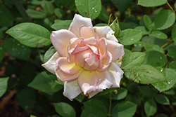 Janet Rose (Rosa 'Janet') at Lakeshore Garden Centres