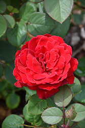 Love's Magic Rose (Rosa 'KORmiach') at Stonegate Gardens