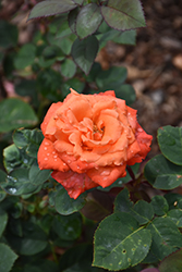 Wildfire Rose (Rosa 'Fryessex') at Lakeshore Garden Centres