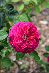 Falstaff Rose (Rosa 'Ausverse') at Stonegate Gardens