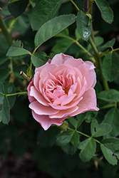 The Alnwick Rose (Rosa 'Ausgrab') at Lakeshore Garden Centres