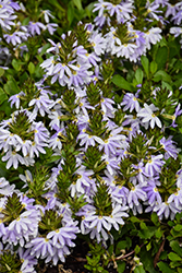 White Sparkle Fan Flower (Scaevola aemula 'White Sparkle') at Lakeshore Garden Centres