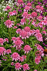 Cone-fections Pink Double Delight Coneflower (Echinacea purpurea 'Pink Double Delight') at Stonegate Gardens