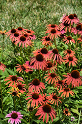 Laughing Meadow Mama Coneflower (Echinacea 'Laughing Meadow Mama') at Stonegate Gardens