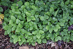 Round-lobe Hepatica (Hepatica nobilis var. obtusa) at Lakeshore Garden Centres