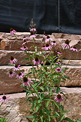 Narrow Leaf Coneflower (Echinacea angustifolia) at Lakeshore Garden Centres