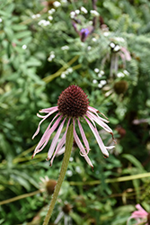 Pale Purple Coneflower (Echinacea pallida) at Lakeshore Garden Centres
