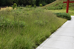 Sideoats Grama (Bouteloua curtipendula) at Lakeshore Garden Centres
