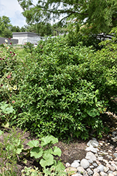 Bergeson Compact Dogwood (Cornus sericea 'Bergeson Compact') at Stonegate Gardens