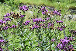 Prairie Ironweed (Vernonia fasciculata) at Lakeshore Garden Centres