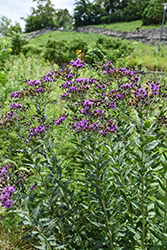 Prairie Ironweed (Vernonia fasciculata) at Lakeshore Garden Centres