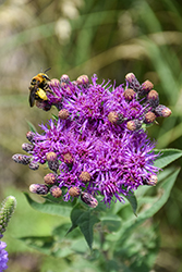 Arkansas Ironweed (Vernonia arkansana) at Lakeshore Garden Centres