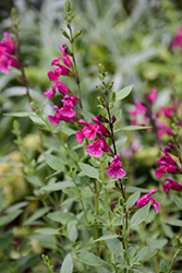 Wild Thing Autumn Sage (Salvia greggii 'Wild Thing') at Lakeshore Garden Centres
