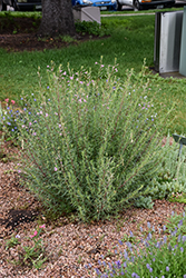 Alpine Willowherb (Epilobium fleischeri) at A Very Successful Garden Center