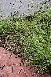 Freeda Compact Black Caterpillar Grass (Harpochloa falx 'Compact Black') at Lakeshore Garden Centres