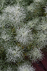 Sea Foam Sage (Artemisia versicolor 'Sea Foam') at Stonegate Gardens