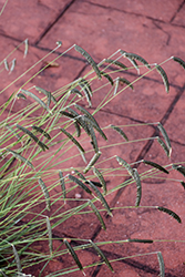 Freeda Compact Black Caterpillar Grass (Harpochloa falx 'Compact Black') at Lakeshore Garden Centres