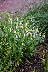 Spanish Peaks Foxglove (Digitalis thapsi 'Spanish Peaks') at Lakeshore Garden Centres