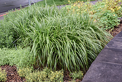 Korean Reed Grass (Calamagrostis brachytricha) at Lakeshore Garden Centres