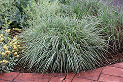 Standing Ovation Bluestem (Schizachyrium scoparium 'Standing Ovation') at Lakeshore Garden Centres