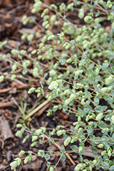 Lebanese Oregano (Origanum libanoticum) at Lakeshore Garden Centres