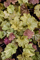Big Top Caramel Apple Coral Bells (Heuchera 'Caramel Apple') at Lakeshore Garden Centres