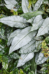Silver Scimitar Lungwort (Pulmonaria 'Silver Scimitar') at Lakeshore Garden Centres