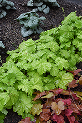 Dressed Up Ball Gown Coral Bells (Heuchera 'Ball Gown') at A Very Successful Garden Center