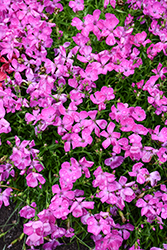 Beauties Rebecca Pinks (Dianthus 'Rebecca') at A Very Successful Garden Center