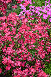 Beauties Tyra Pinks (Dianthus 'HILBEATYR') at Lakeshore Garden Centres
