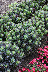 Conga Line Stonecrop (Sedum telephium 'Conga Line') at Lakeshore Garden Centres