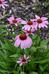 SunMagic Vintage Lavender Coneflower (Echinacea 'SunMagic Vintage Lavender') at Lakeshore Garden Centres