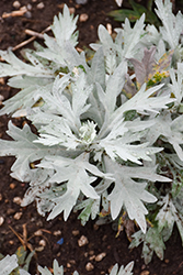 Silver Lining Artemisia (Artemisia 'Silver Lining') at Lakeshore Garden Centres